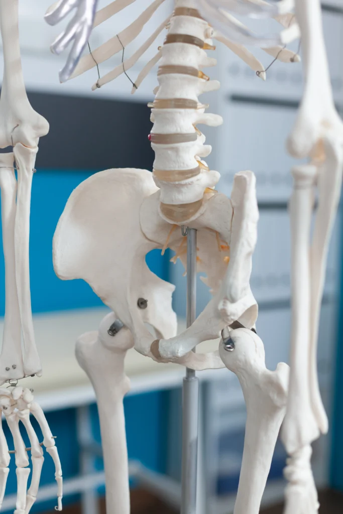 closeup human pelvis bone anatomical human body skeleton standing empty hospital office with nobody it medical room equipped with osteopathy instrument medicine concept